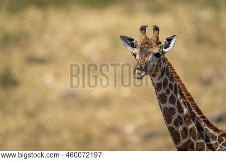 Close-up Of Southern Giraffe Staring In Sunshine