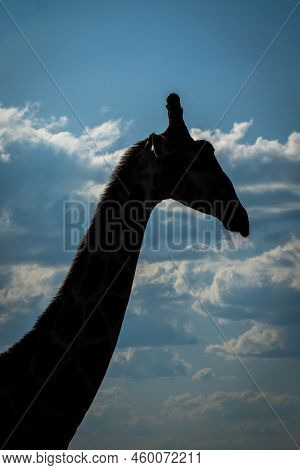 Close-up Of Southern Giraffe Silhouetted Against Sky