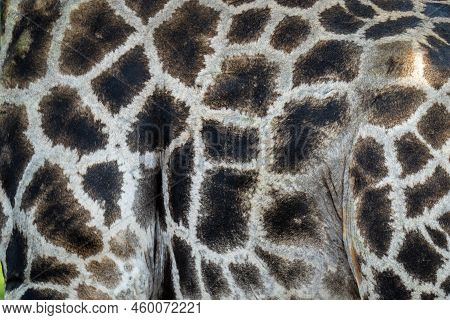 Close-up Of Patches On Southern Giraffe Coat