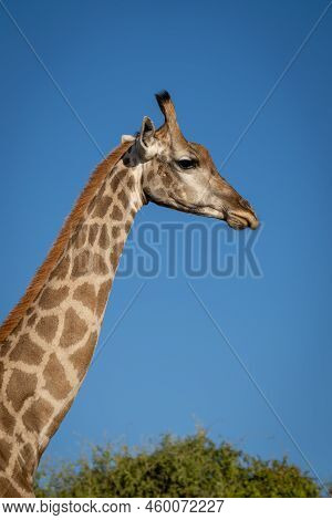 Close-up Of Southern Giraffe By Sunlit Bush