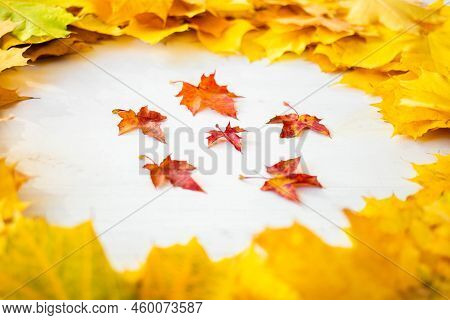Background Of Many Yellow Maple Leaves With Space For Text On A White Background. Autumn Leaf Backgr