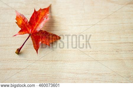 The Background Of Maple Leave With Space For Text On A Wooden Background. Autumn Leaf Background.