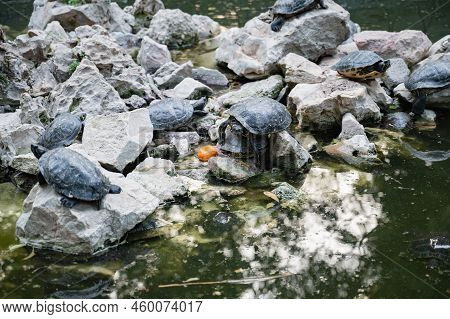 Turtle Island In The National Garden Of Athens On The Rocks In The Water. One Turtle Climbed On Top