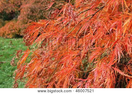 Acer palmatum ornatum træ blade i efterårets farver