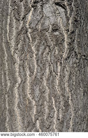 Tree Of Heaven Tree Brown Textured Bark Detail
