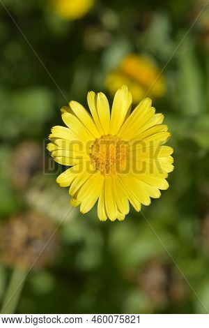 Garden Marigold Yllow Flower In The Summer