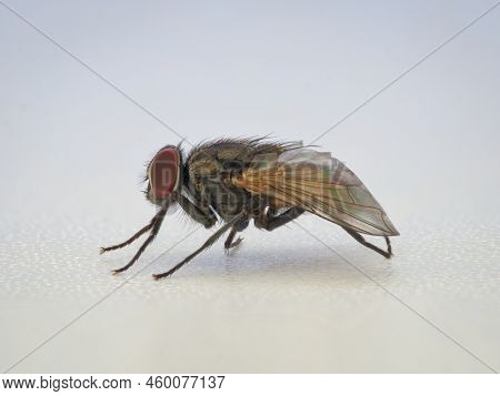 Dead House Fly From The Side View