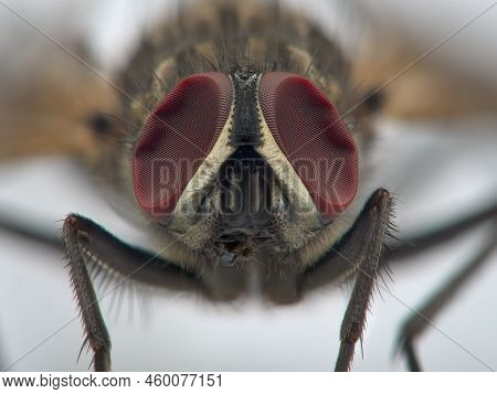 Close Up Eye Of Dead House Fly From The Front View