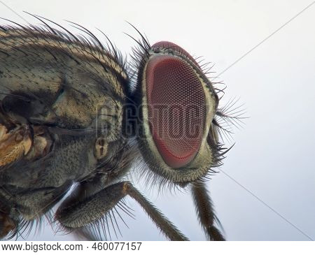 Close Up Eye Of Dead House Fly From Side View