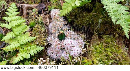 Rose Chafer - Cetonia Aurata - On Flowers Of Spirea Bumalda. High Quality Photo