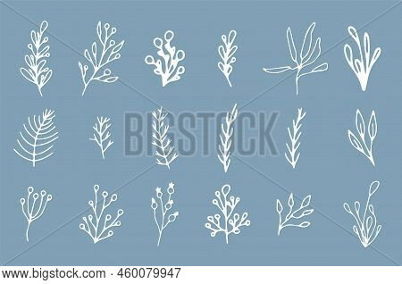 Beautiful Set Of White Botanical Elements Christmas Tree, Berries For Winter Design. Collection Of C