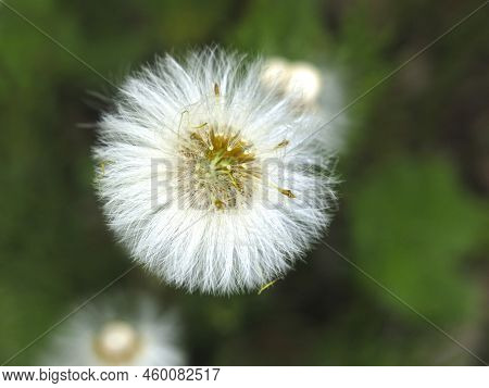 Mother-and-stepmother (tussilago Asteraceae) Blooms And Turns Into Fluffy Seeds