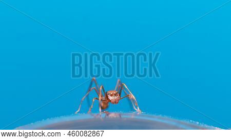 Beautiful Ant Mimic Jumping Spider Eye Closeup Stock Photo