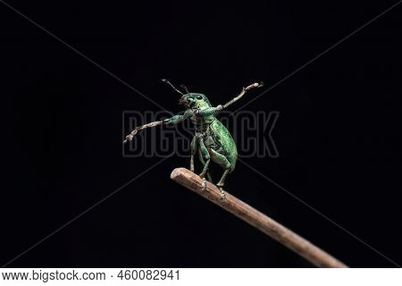 Green Immigrant Leaf Weevil Standing In A Tree Branch In Black Background Stock Photo