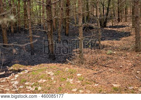 The Boundary Between Burnt And Saved Forestland. Stopped Fire, That Destroyed Everything In Its Path