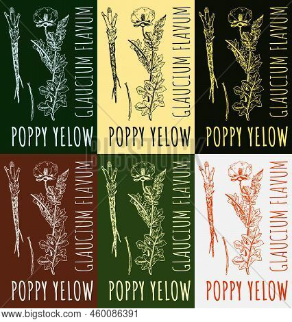 Set Of Drawing Of A Yellow Poppy. Hand-drawn Illustration. Latin Name Glaucium Flavum.