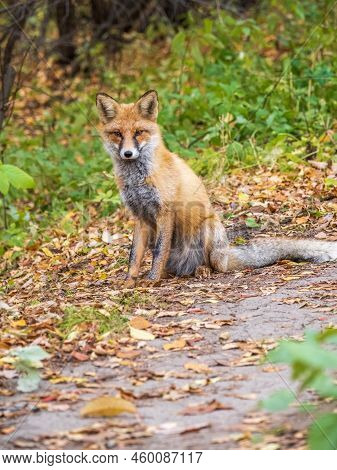 Close Up Of A Red Fox Vulpes Vulpes, Sitting On A Path In The Forest.