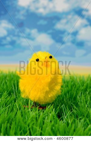 Galinha de Páscoa em Gras
