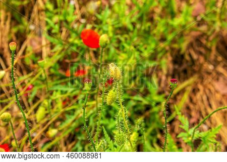 Blooming Poppy,papaver Rhoeas L. Also Called Poppy Or Corn Rose, It Is A Species Of Plant From The P