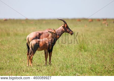 Antelopes Topi Or Sassaby (damaliscus Lunatus Jimela) In The Masai Mara National Park, Kenya