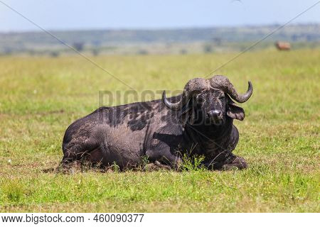 African Buffalo Of Cape Buffalo (syncerus Caffer) In The Masai Mara National Park, Kenya