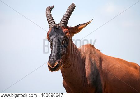 Antelope Topi Or Sassaby (damaliscus Lunatus Jimela) In The Masai Mara National Park, Kenya