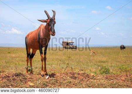 Antelope Topi Or Sassaby (damaliscus Lunatus Jimela) In The Masai Mara National Park, Kenya