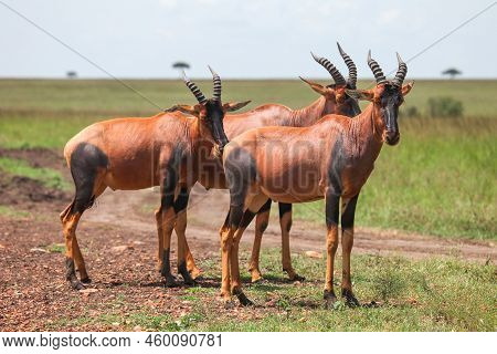 Antelopes Topi Or Sassaby (damaliscus Lunatus Jimela) In The Masai Mara National Park, Kenya