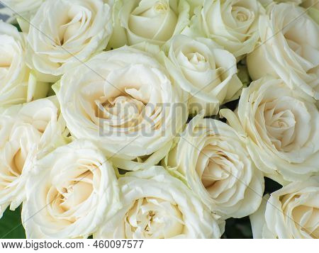 Beautiful Bouquet Of White Blooming Roses. White Flowers, Close Up. Floral Background. Copy Space. R