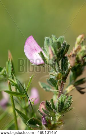 Common Restharrow (ononis Repens) Flower