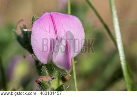 Common Restharrow (ononis Repens) Flower