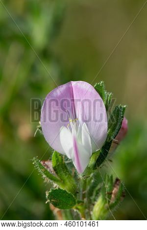 Common Restharrow (ononis Repens) Flower