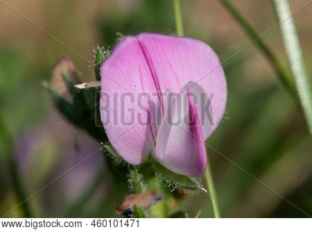 Common Restharrow (ononis Repens) Flower