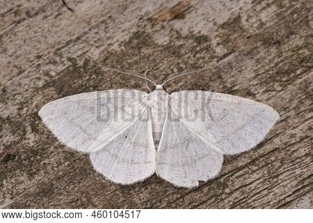 Detailed Closeup On The Common White Wave Geometer Moth, Cabera Pusaria With Open Wings
