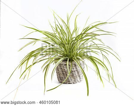 Chlorophytum Crested Plant (also Known Chlorophytum Komosum) In White Wicker Flowerpot Isolated On W