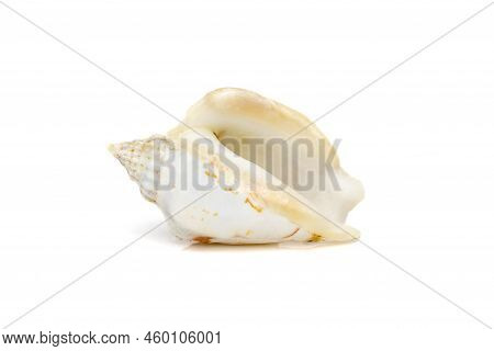Image Of Seashells Humped Conch (gibberulus Gibbosus) On A White Background. Undersea Animals. Sea S