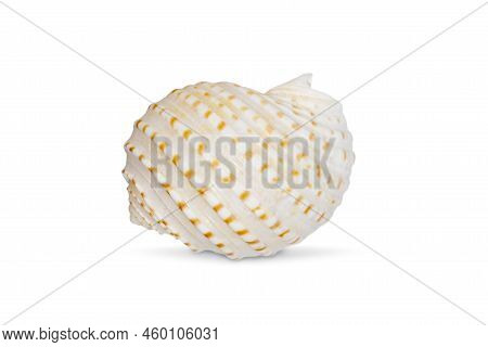 Image Of Seashells Tonna Tesselata On A White Background. Undersea Animals. Sea Shells.