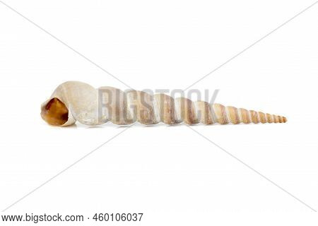 Image Of Pointed Cone Shell (terebridae) On A White Background. Undersea Animals. Sea Shells.