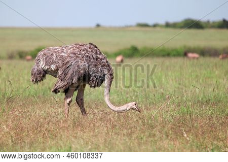 Common Ostrich (struthio Camelus) In The Masai Mara National Park, Kenya