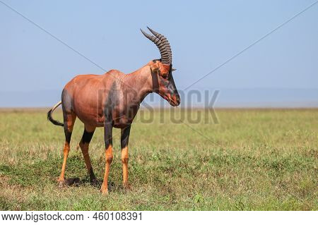 Antelope Topi (damaliscus Lunatus Jimela) In The Masai Mara National Park, Kenya