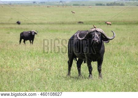 African Buffaloes Of Cape Buffaloes (syncerus Caffer) In The Masai Mara National Park, Kenya