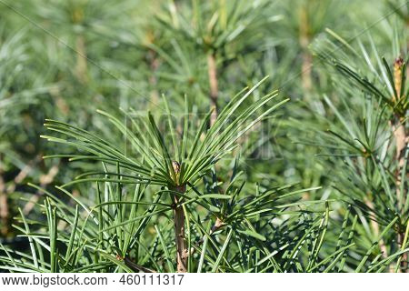 Japanese Umbrella Pine Branch In The Autumn