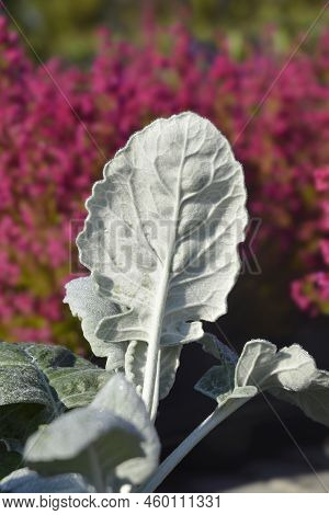Shining-white Ragwort Gray Leaves In The Garden
