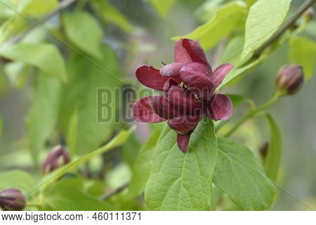 Aphrodite Sweetshrub Branch With Dark Red Flower