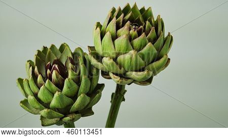 Closeup Head Of Green Fresh Artichoke,blooming Cinara On A Gray Background.flowers To Create A Bouqu