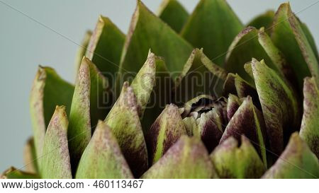 Closeup Head Of Green Fresh Artichoke,blooming Cinara On A Gray Background.flowers To Create A Bouqu