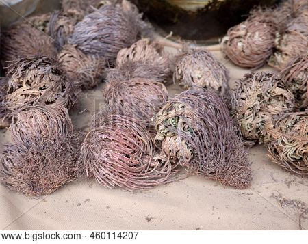 False Rose Of Jericho Or Dinosaur Plant Or Selaginella Lepidophylla Dried Plants At The Fair Counter