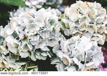 Close-up, White Flowers On A Bush, Natural Background.
