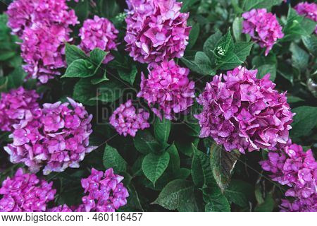 Close-up, Pink Flowers On A Bush, Natural Background.