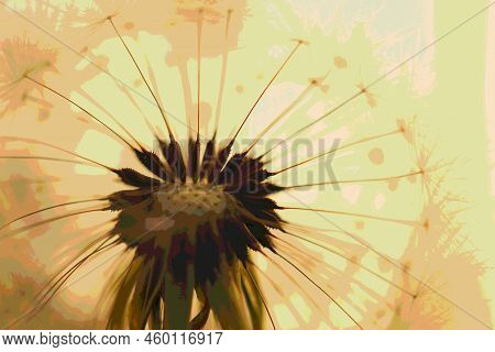 Dandelion Seed Ball With Seeds Close-up. Summer Plant Picture With Pasteurization. Airy And Fluffy B